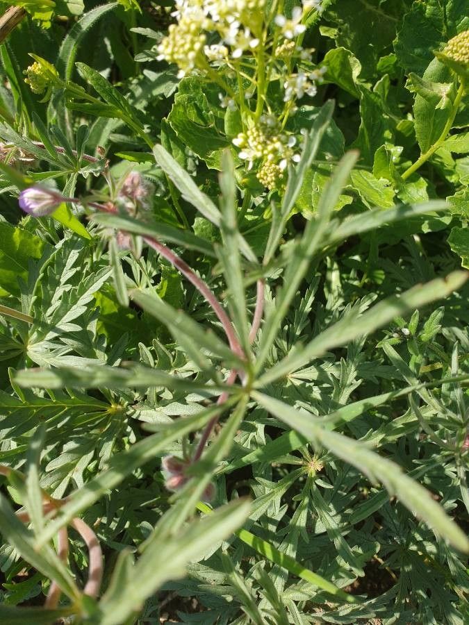 Geranium tuberosum leaf