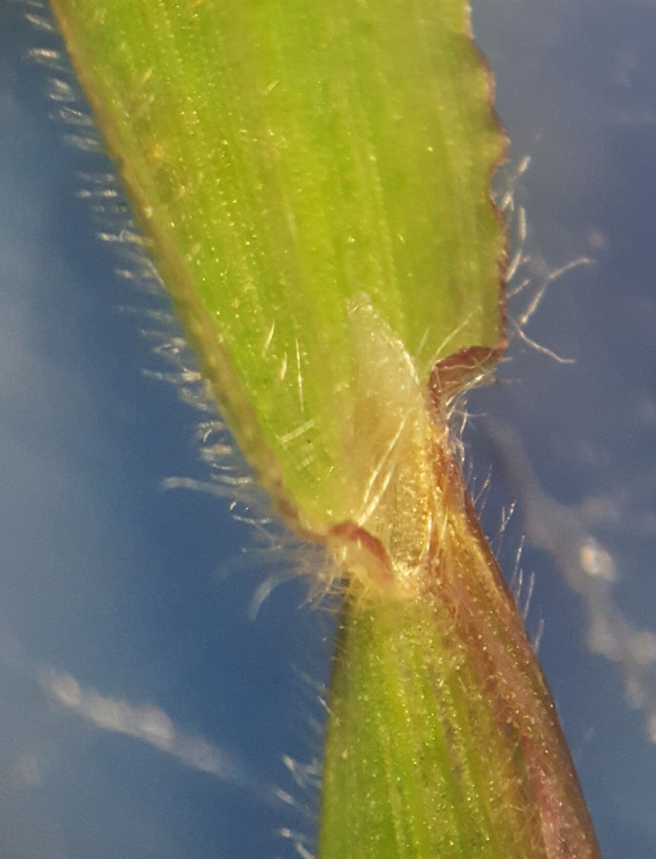 Digitaria fuscescens leaf