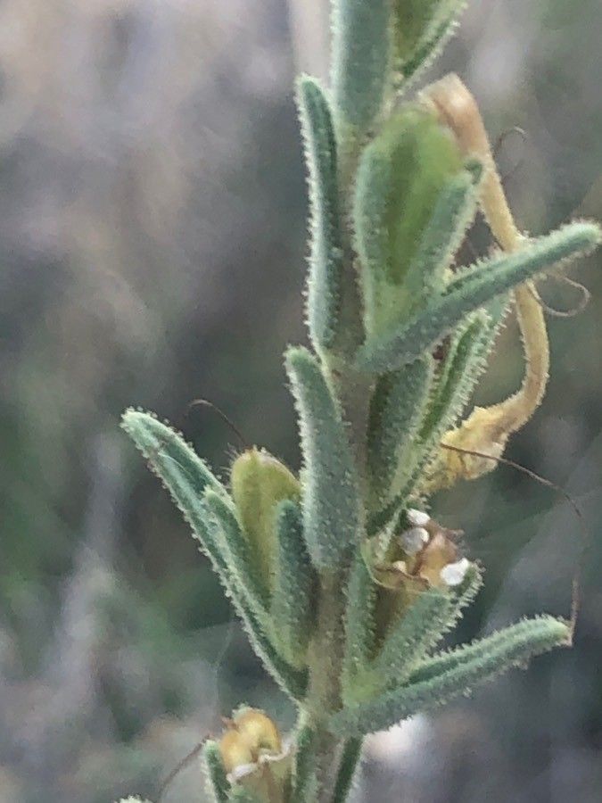 Odontites longiflorus — houseplant care guide