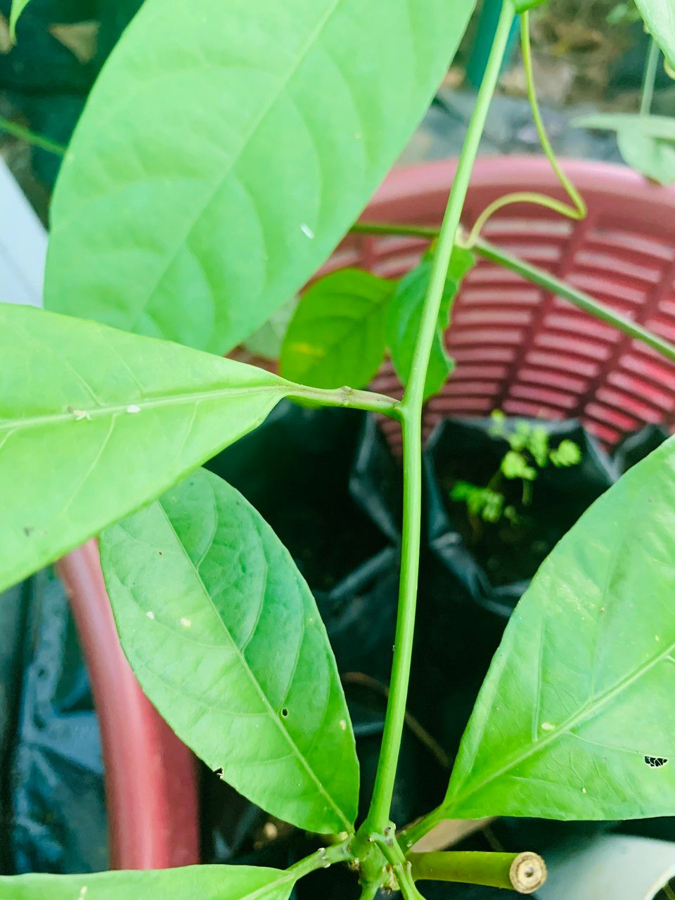 Passiflora ambigua bark