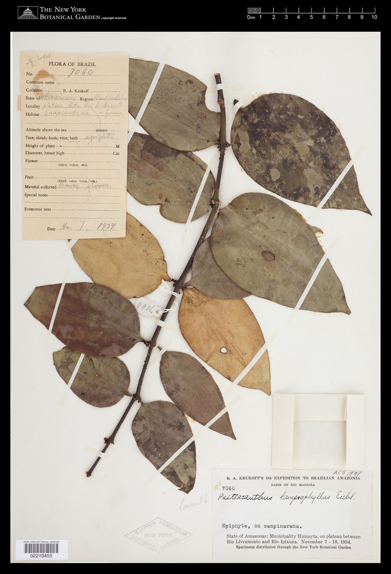 Psittacanthus lamprophyllus leaf