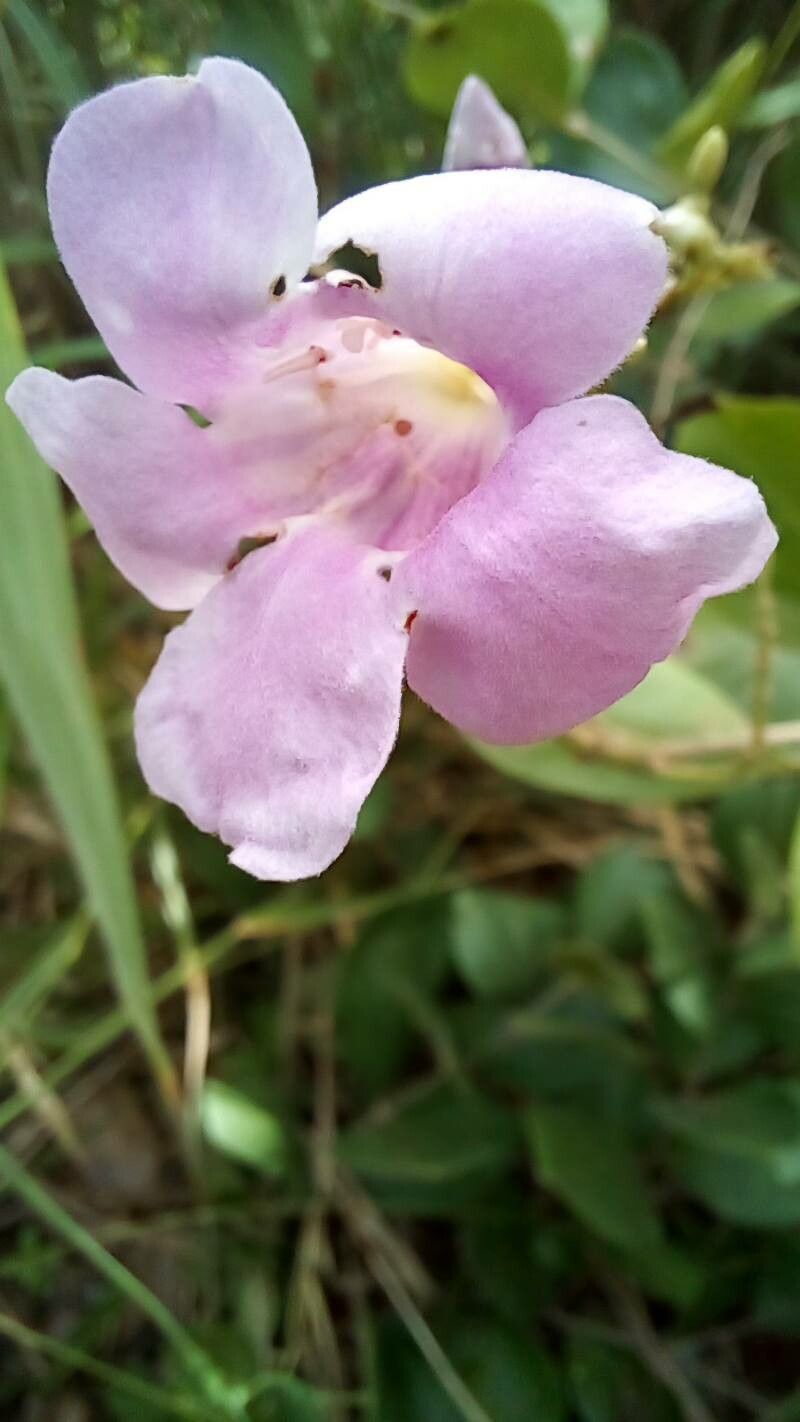 Fridericia platyphylla flower