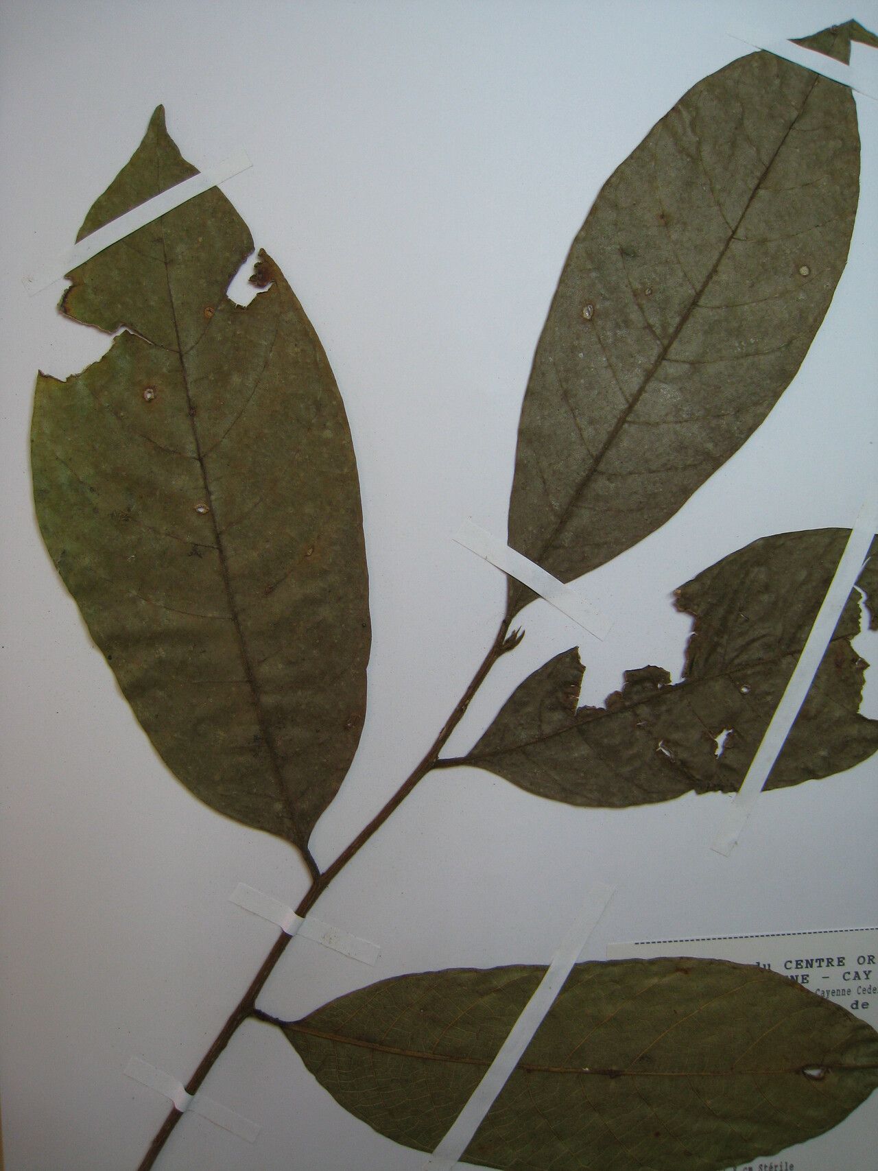 Helicostylis tomentosa other