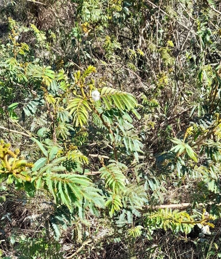 Mimosa bimucronata habit