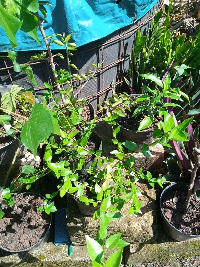 Premna microphylla — houseplant care guide