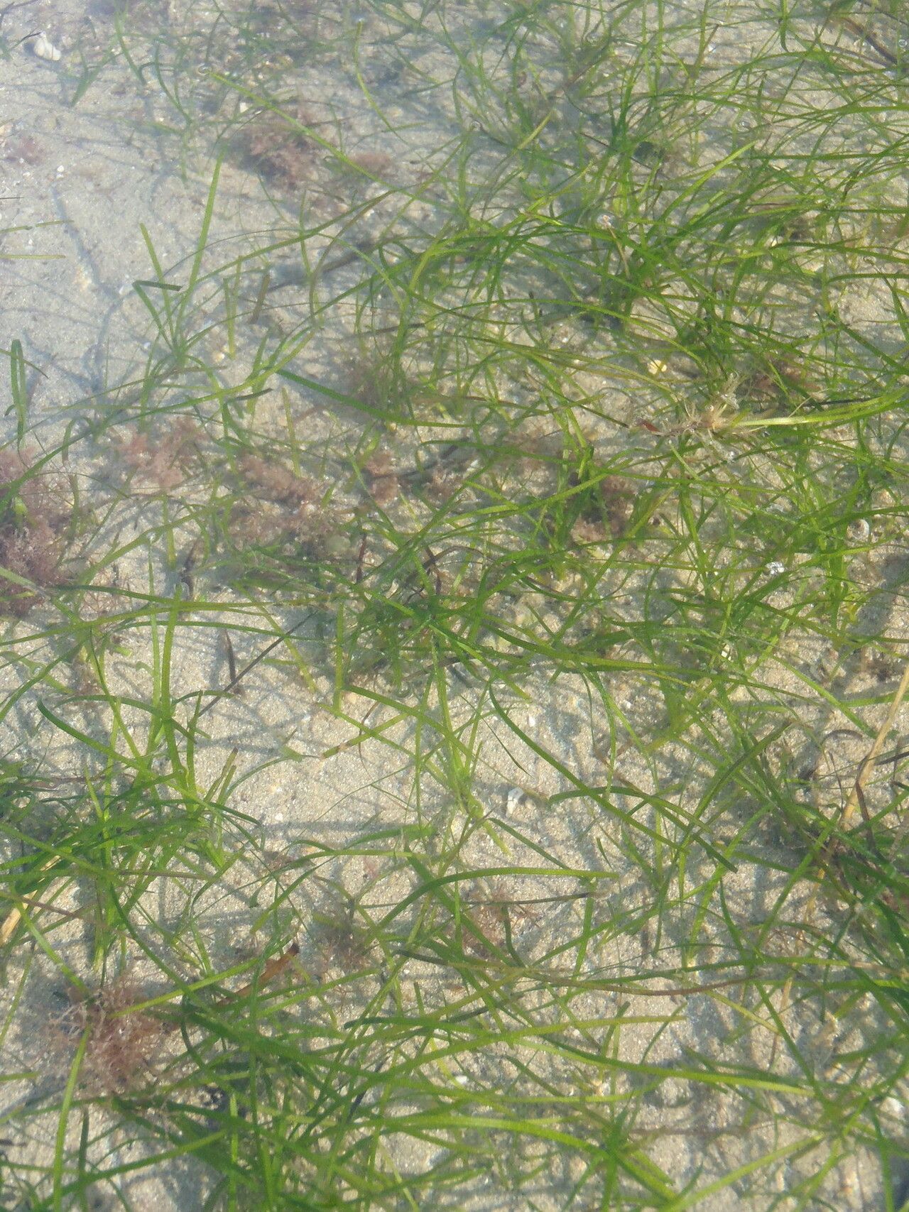 Zostera capensis