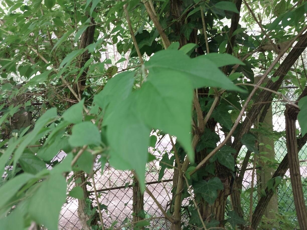 Lonicera quinquelocularis leaf