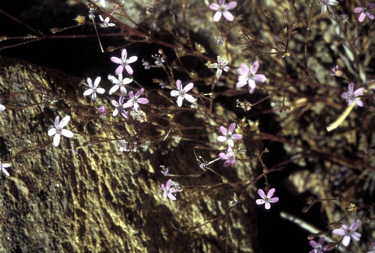 Gilia ophthalmoides — search result for 'Gilia'