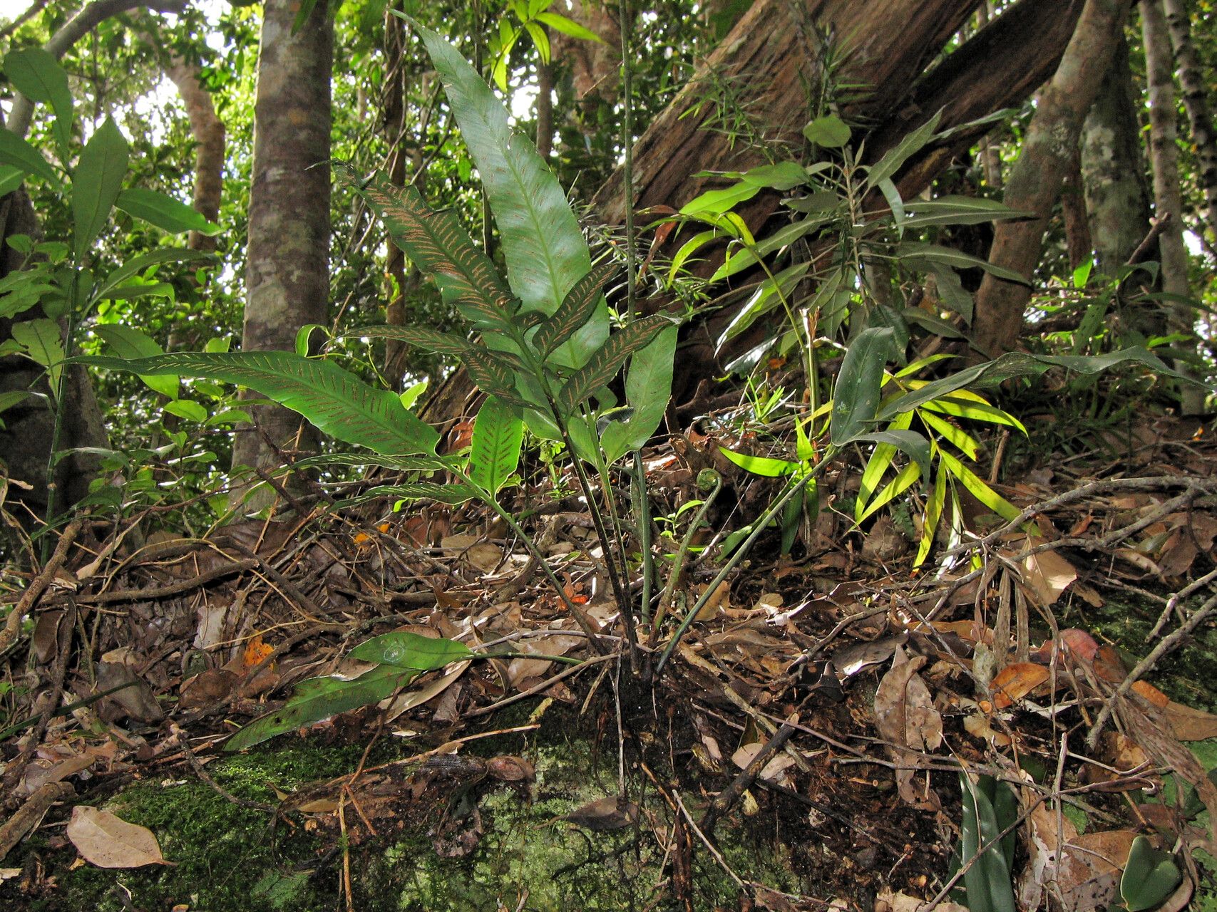 Asplenium pseudoceii — houseplant care guide