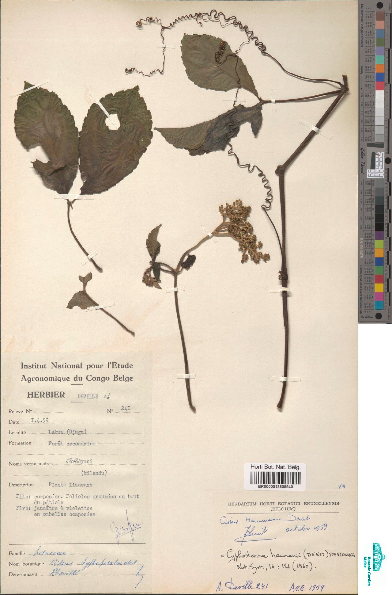 Cyphostemma haumanii — houseplant care guide