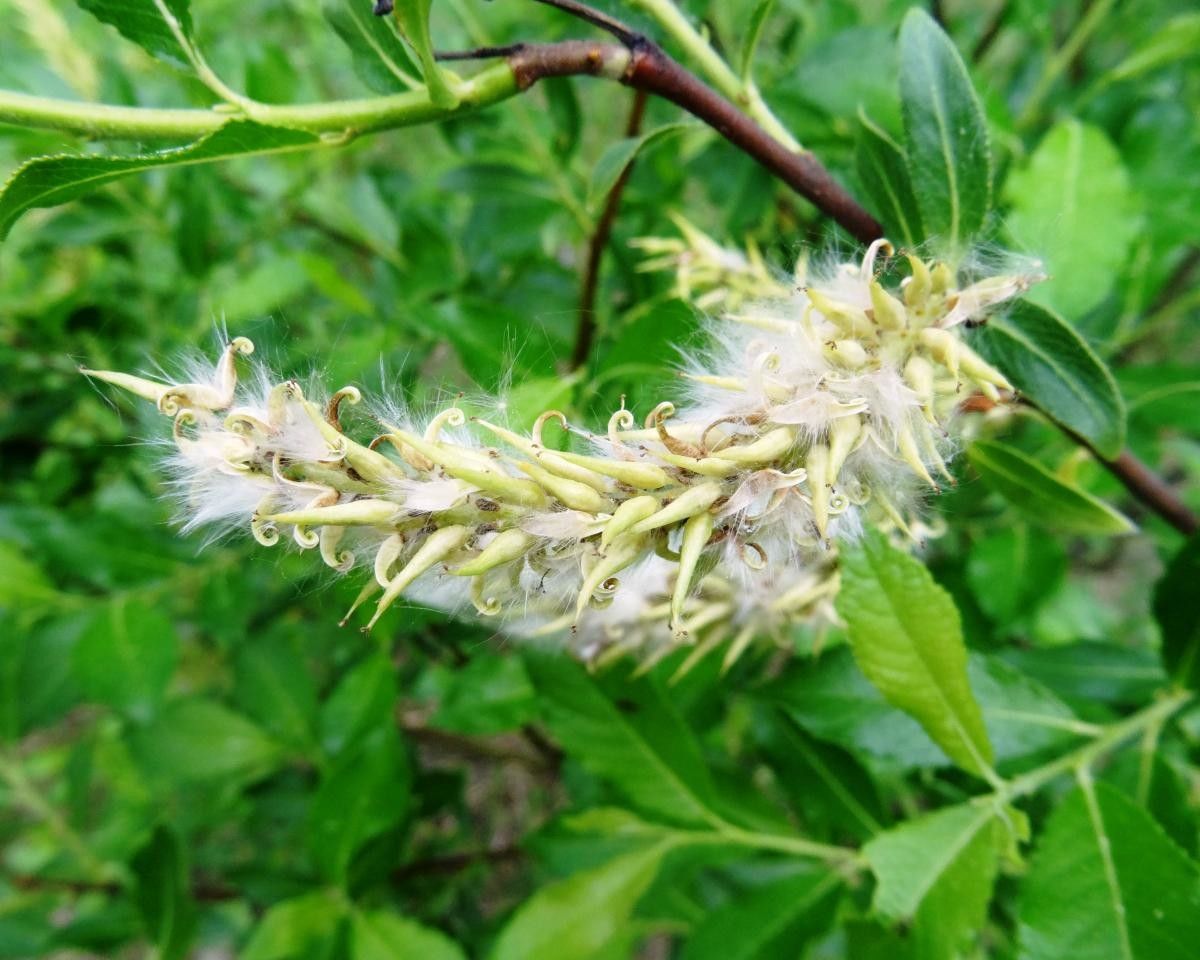 Salix bicolor fruit