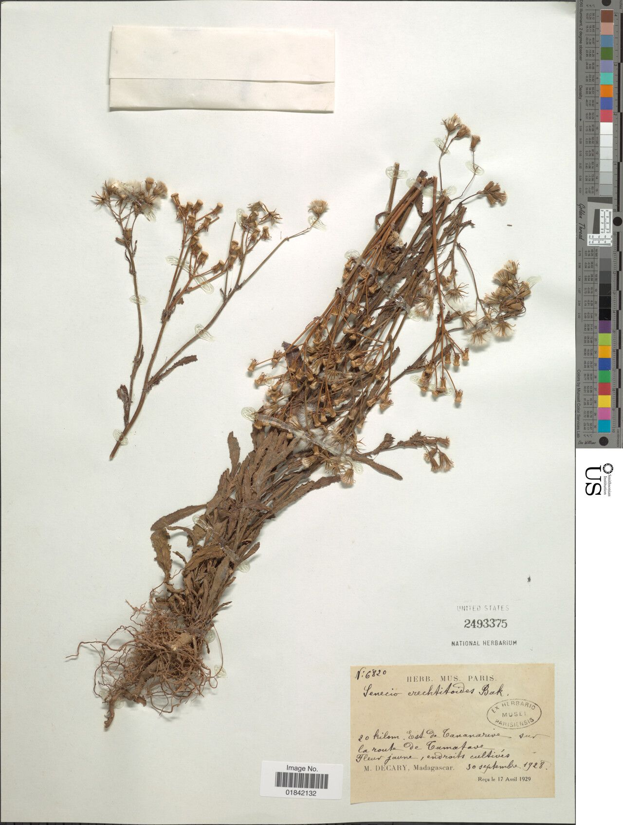 Senecio garnieri — houseplant care guide