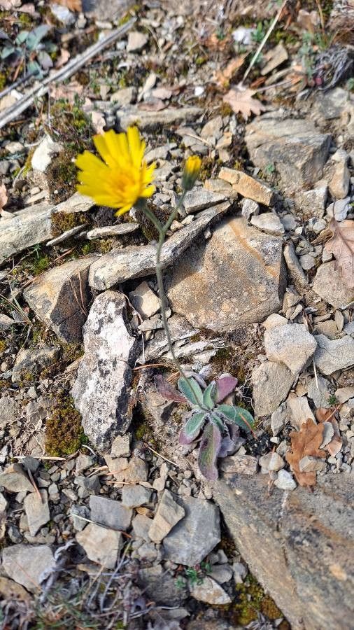 Hieracium bifidum habit