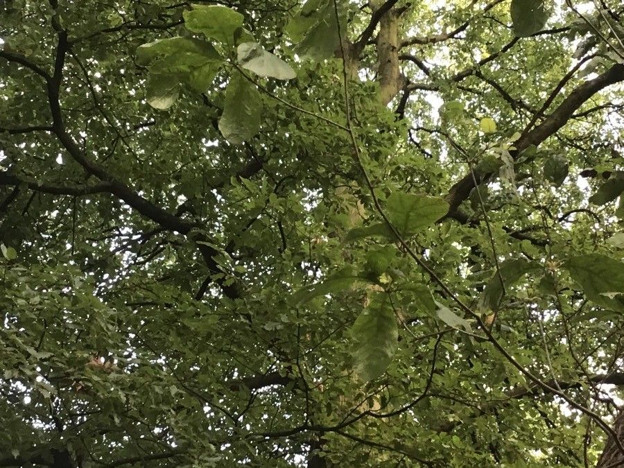 Quercus arkansana — search result for 'Fagaceae'