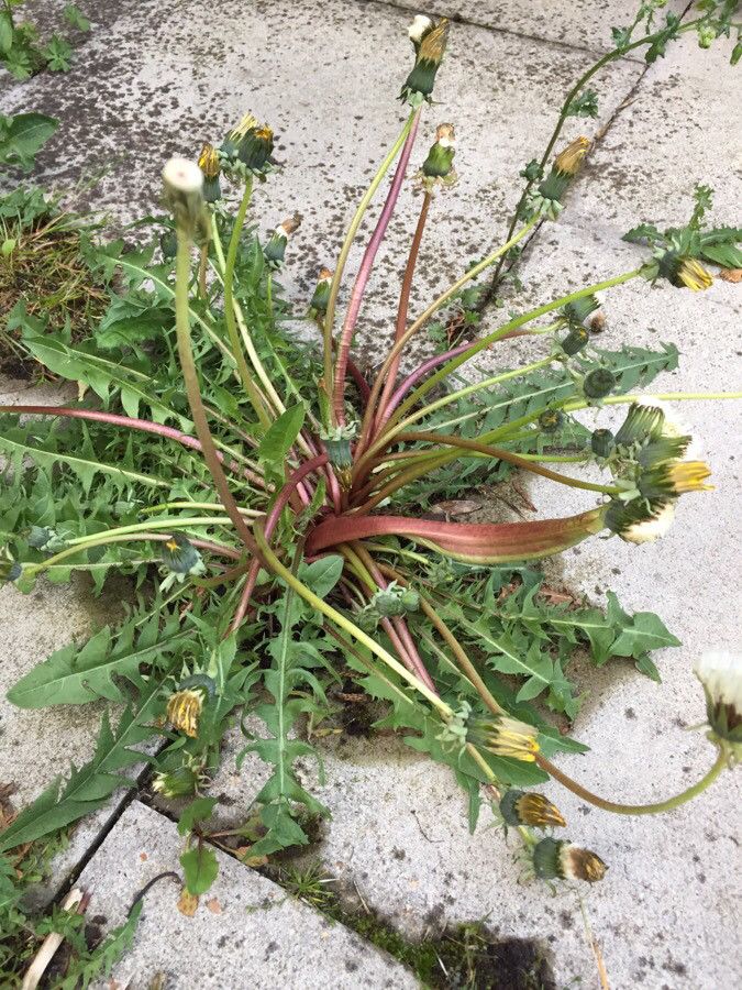 Taraxacum braun-blanquetii — search result for 'Taraxacum'