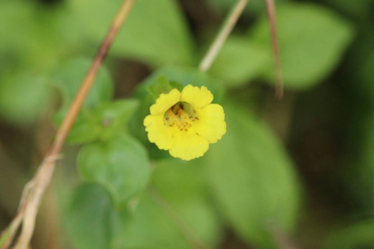 Erythranthe inflata — houseplant care guide