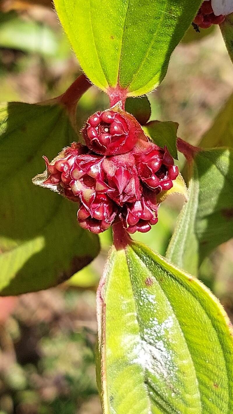 Tristemma mauritianum fruit