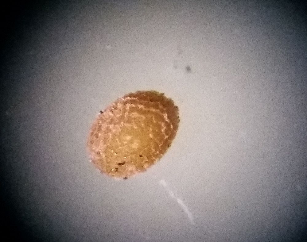 Kickxia x confinis fruit