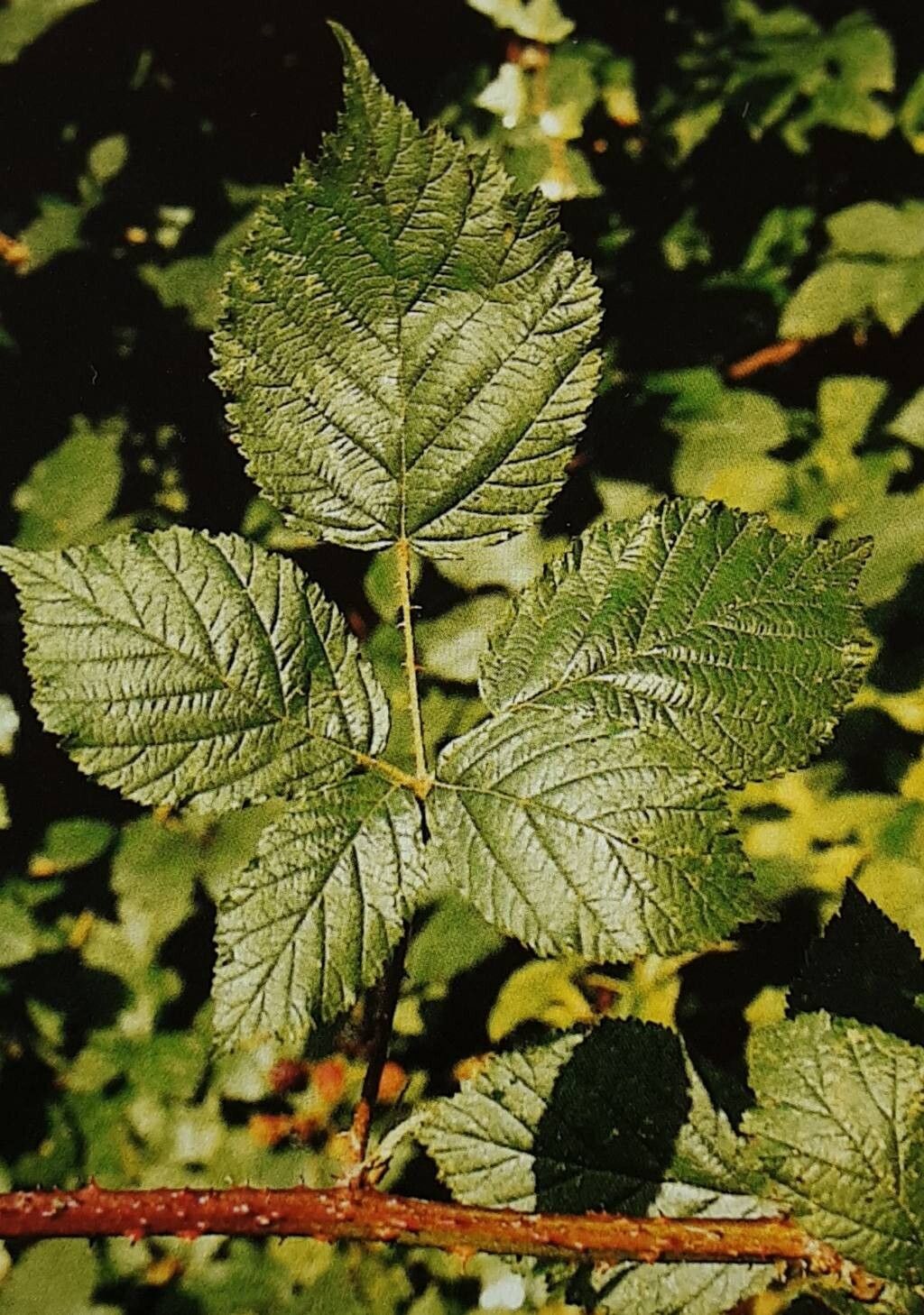 Rubus horridus — houseplant care guide