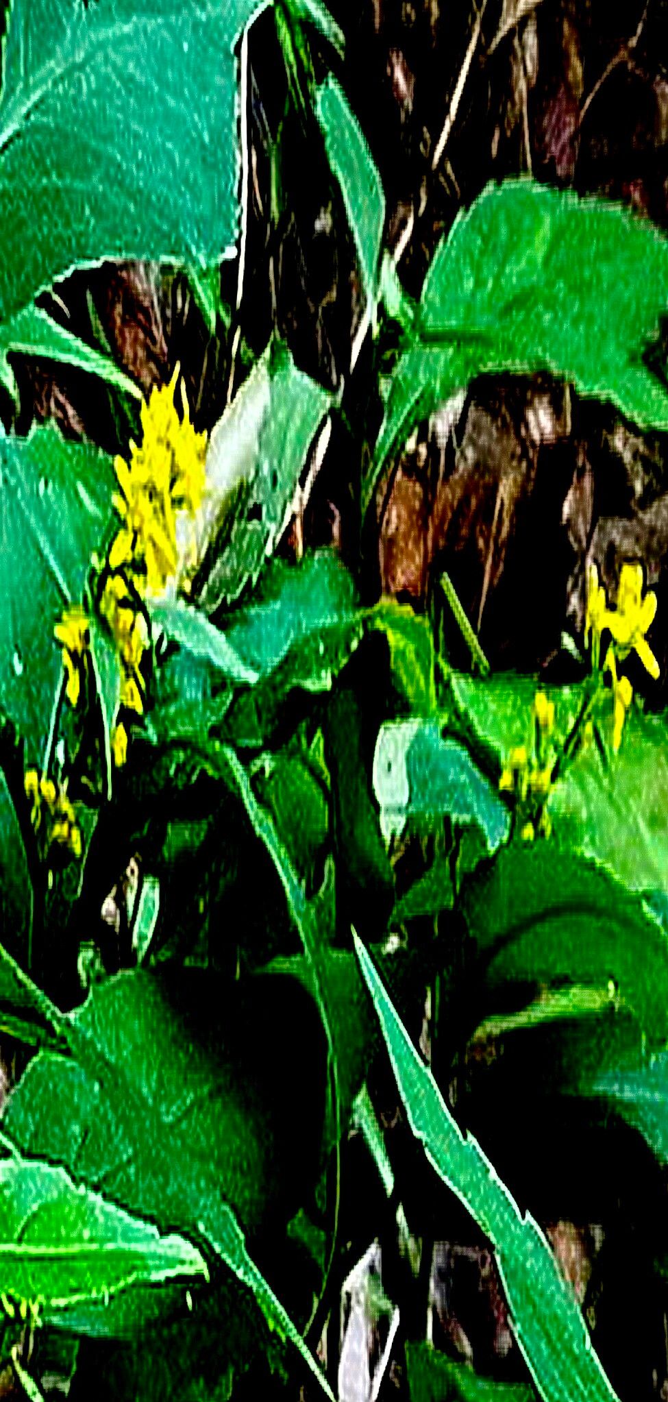 Solidago zedia — search result for 'Solidago'