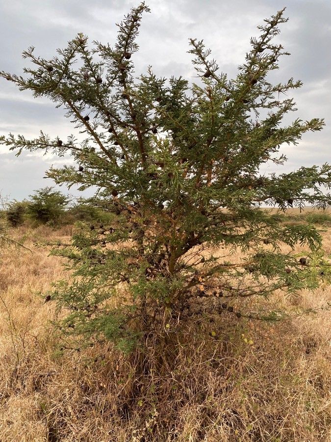 Acacia drepanolobium habit