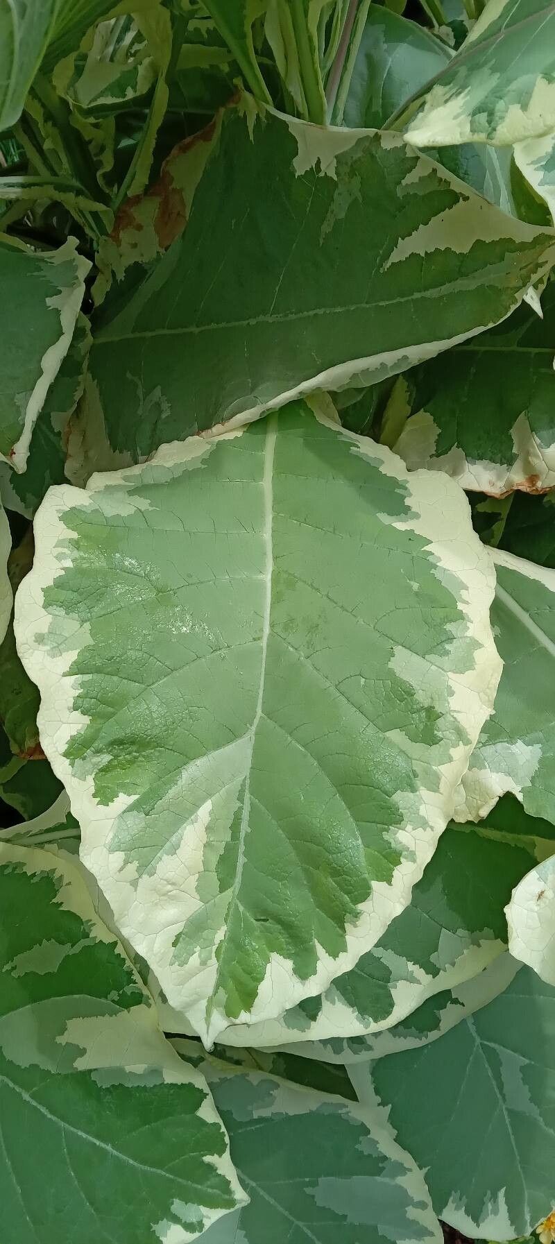 Nicotiana tomentosa — search result for 'Nicotiana'