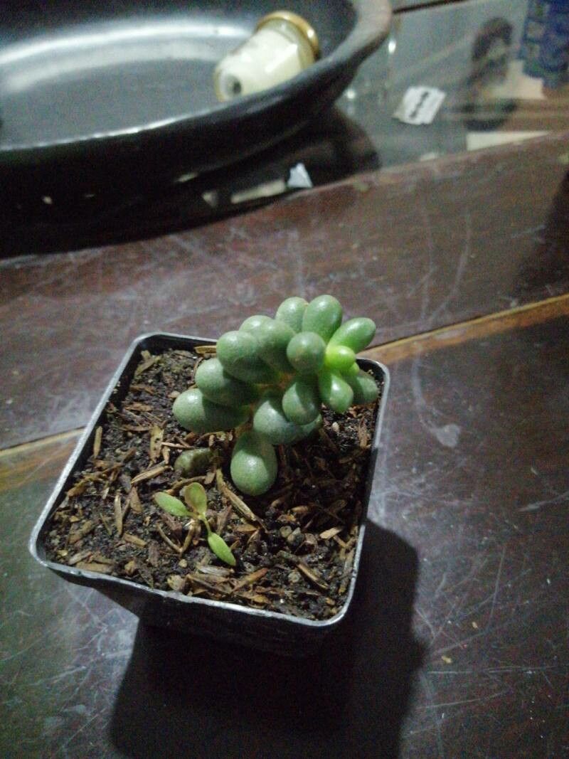 Sedum hernandezii — houseplant care guide