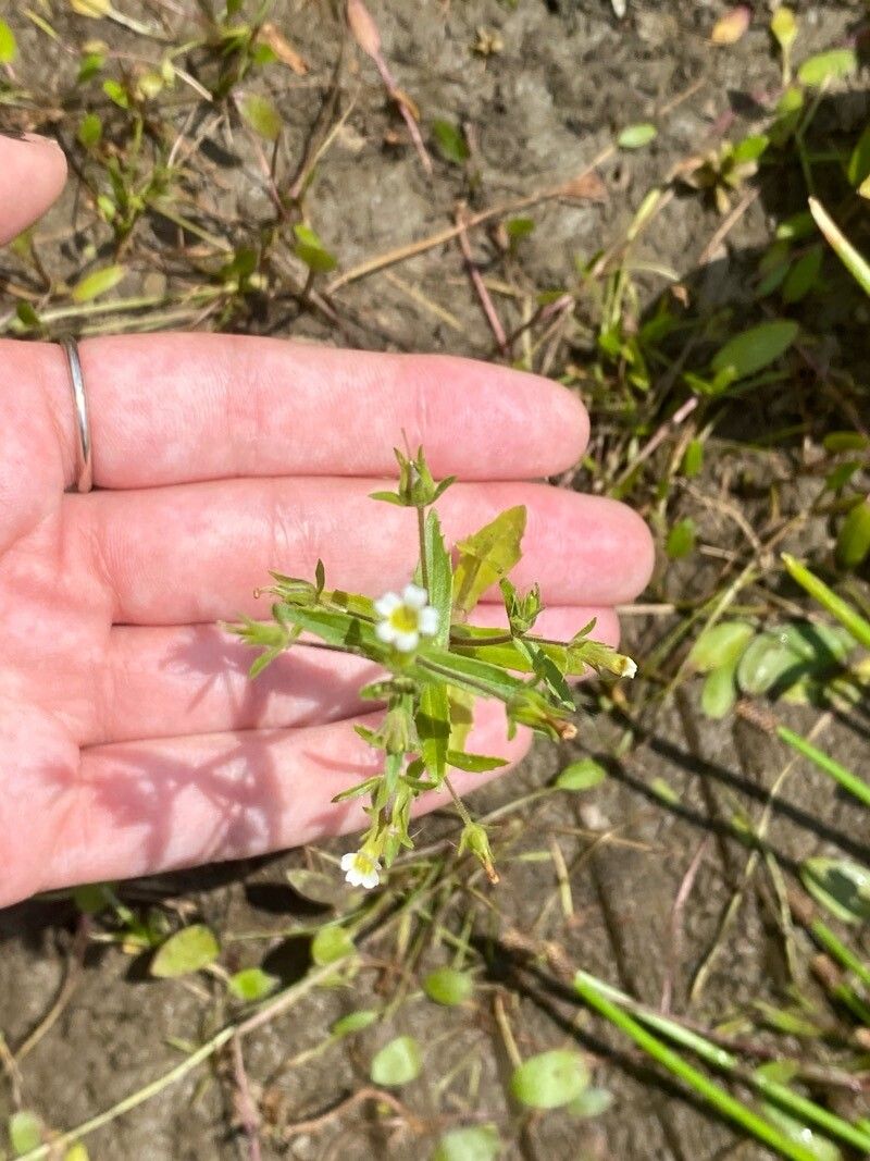 Gratiola neglecta — houseplant care guide