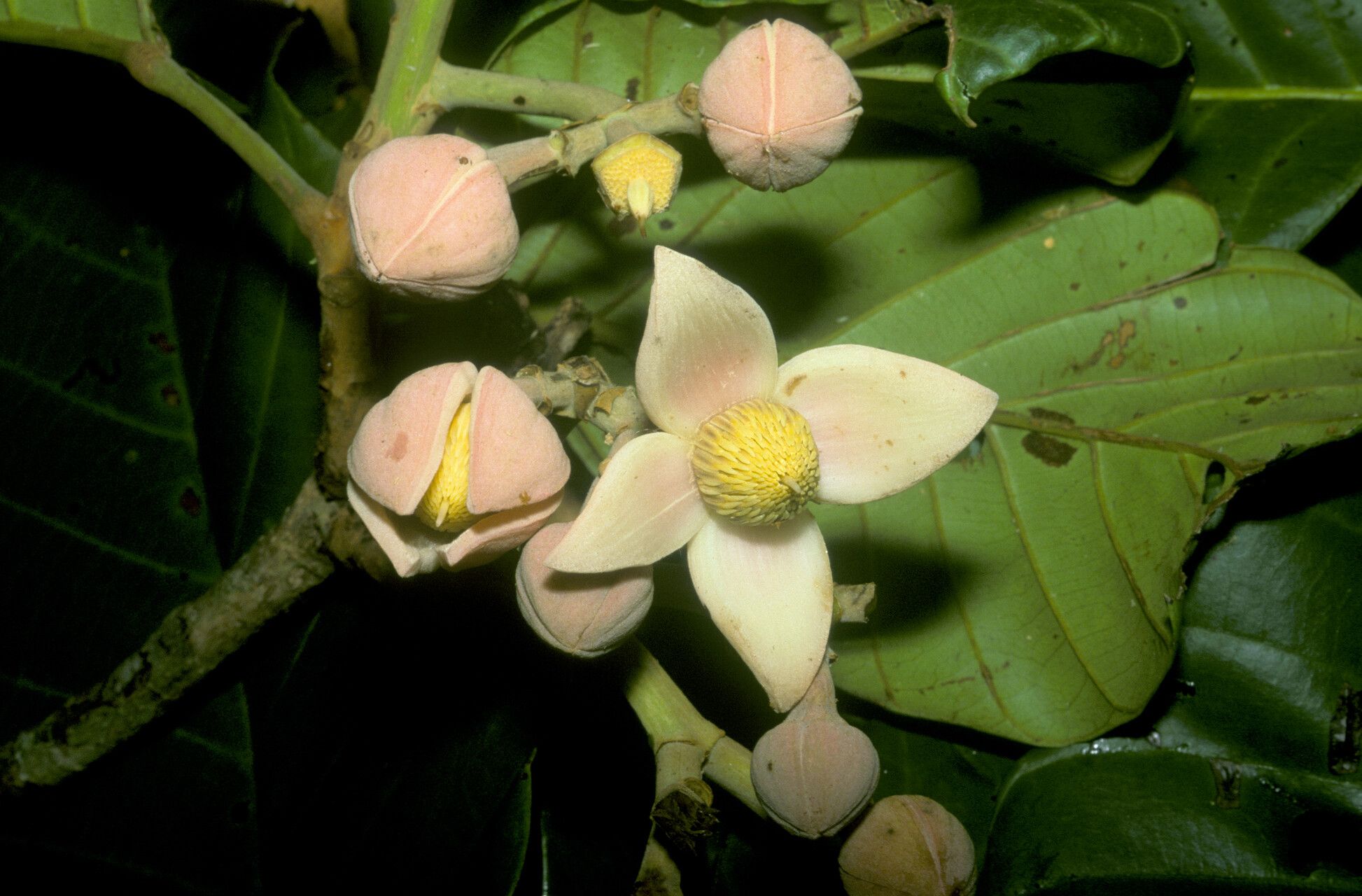 Sloanea synandra flower
