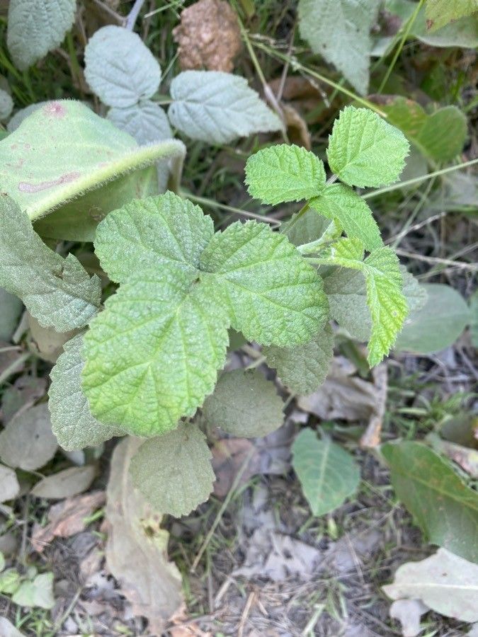 Rubus orthostachyoides — houseplant care guide