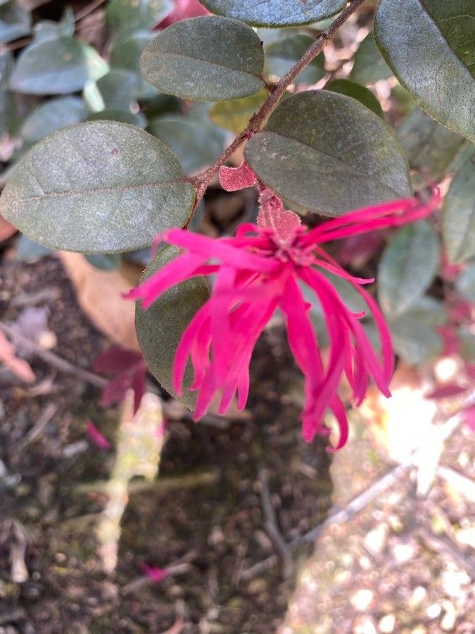 Loropetalum lanceum flower