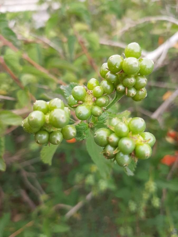 Streptosolen jamesonii fruit