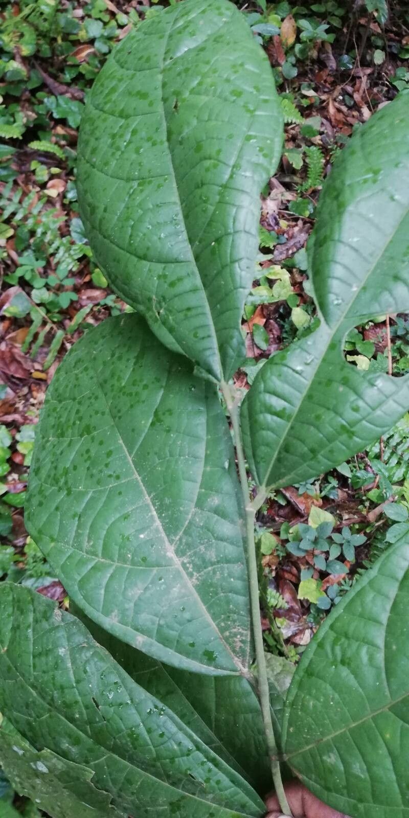 Grewia barteri leaf