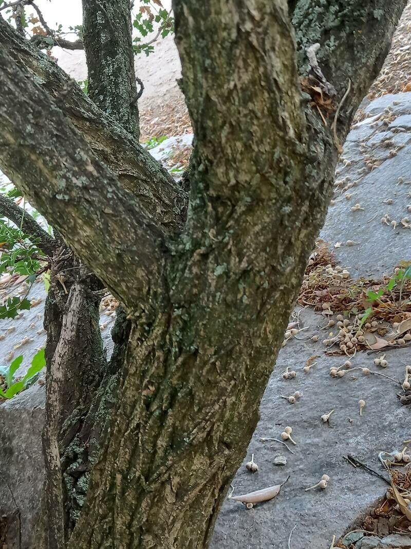 Mahonia fremontii bark