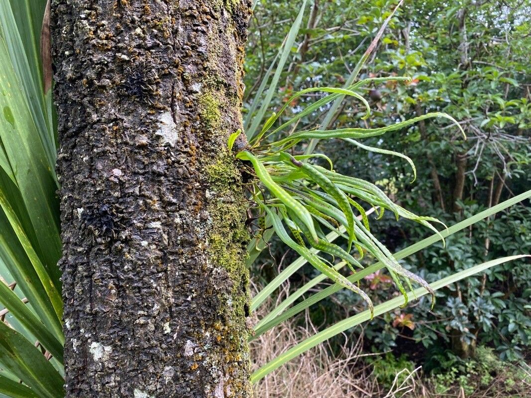 Lepisorus thunbergianus habit