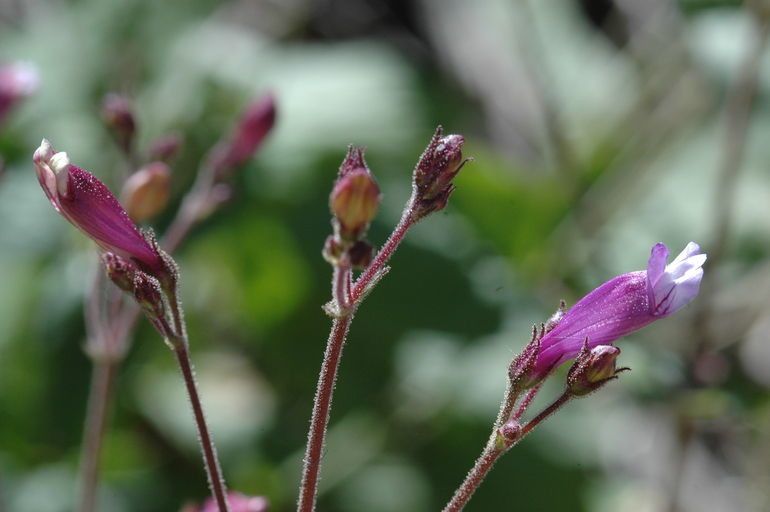 Penstemon personatus flower
