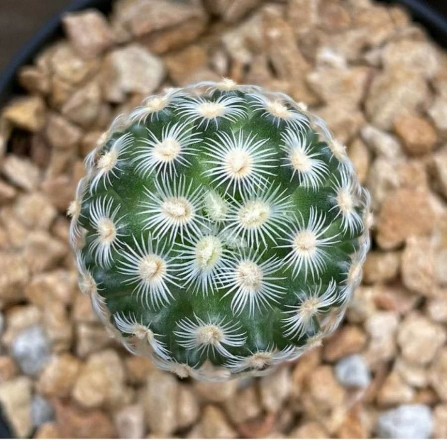 Mammillaria saboae leaf