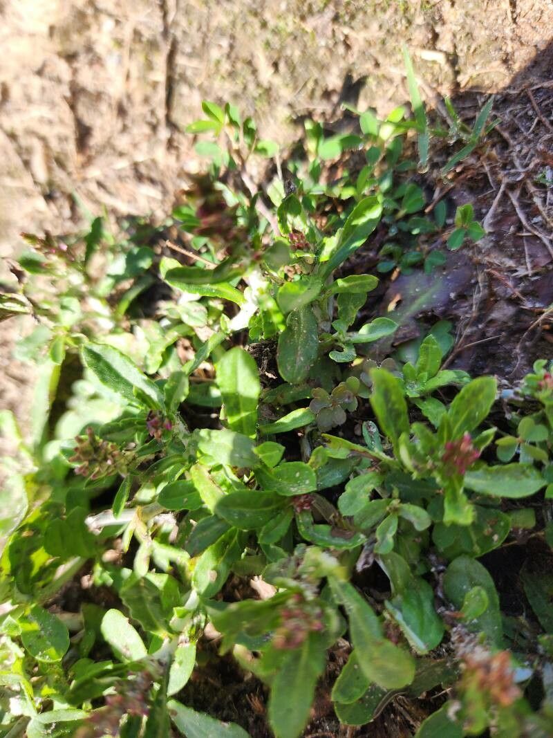 Gamochaeta americana — related species from the same genus