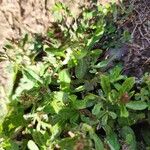 Gamochaeta americana