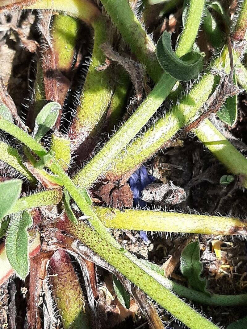 Echium sabulicola bark