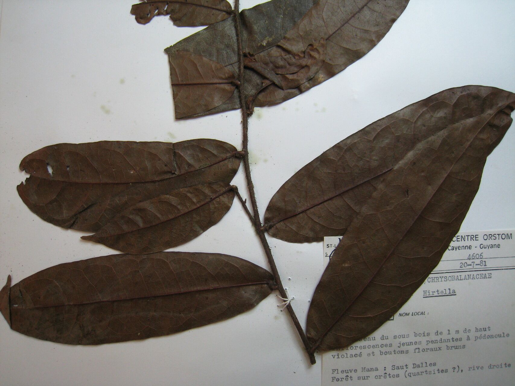 Hirtella tenuifolia other