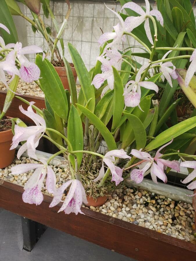Guarianthe bowringiana habit