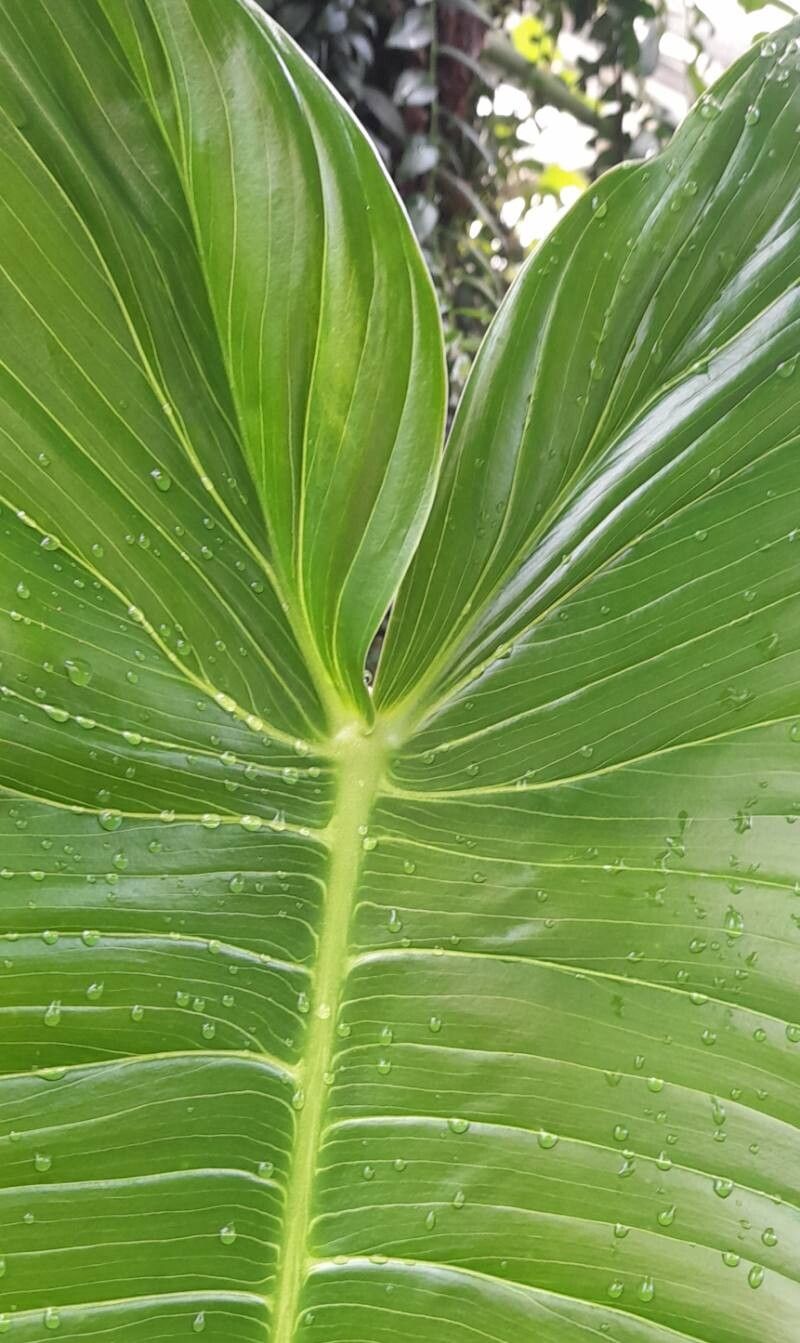 Philodendron sharoniae — houseplant care guide