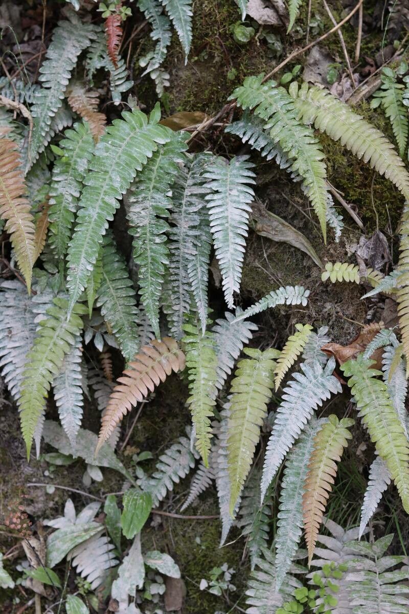 Blechnum medium — houseplant care guide