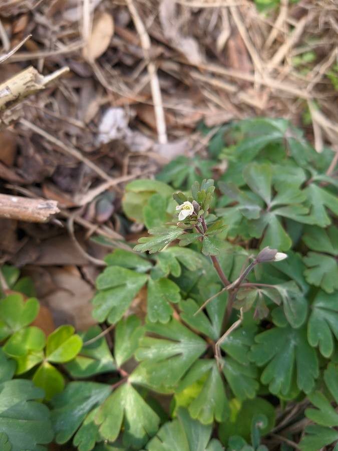 Semiaquilegia adoxoides flower