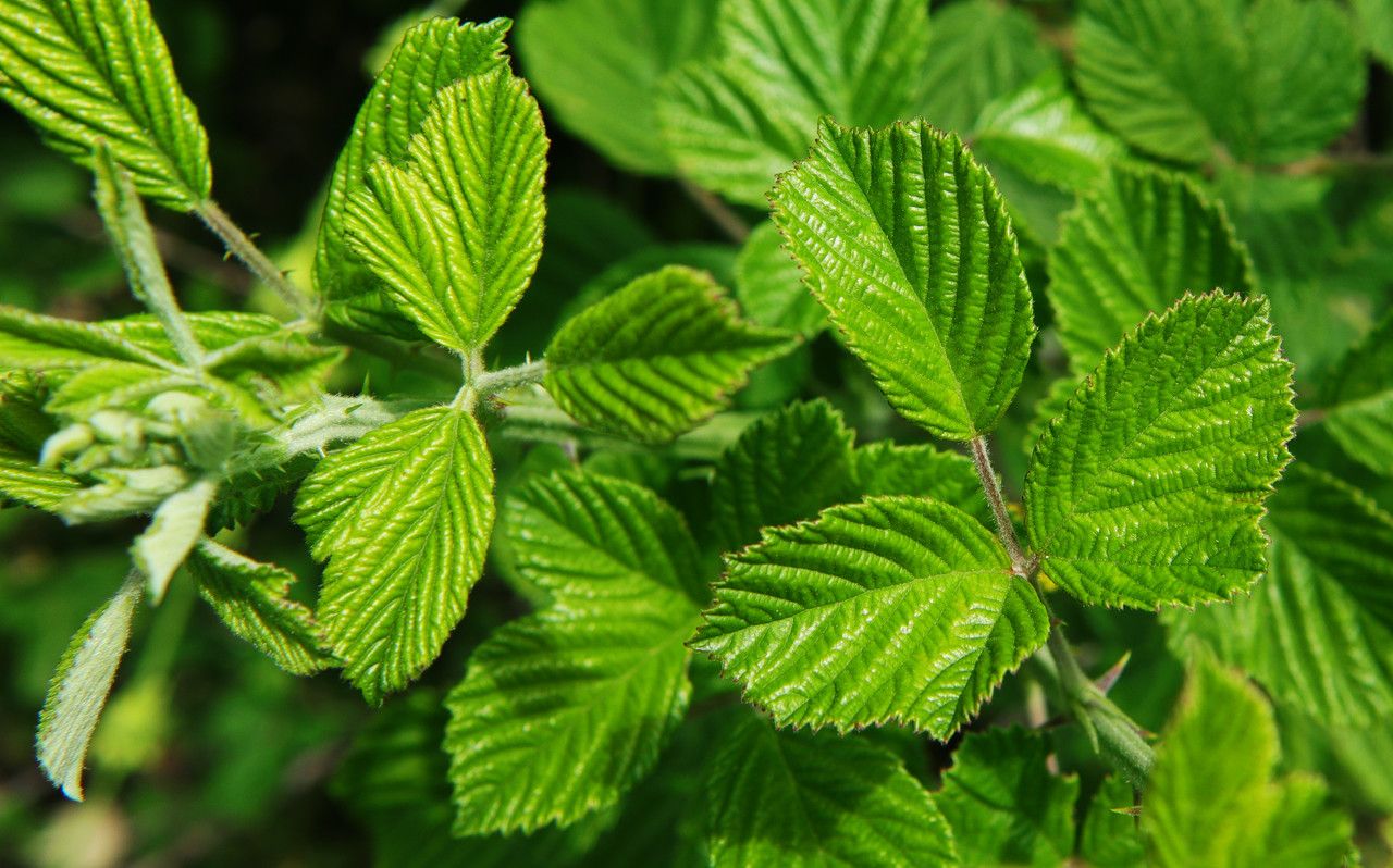 Rubus sanctus leaf