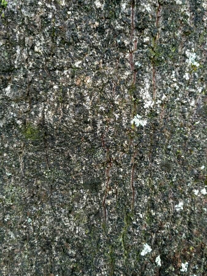 Lithraea brasiliensis bark