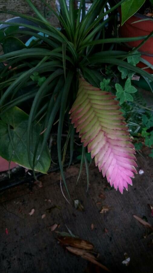 Tillandsia lindenii flower