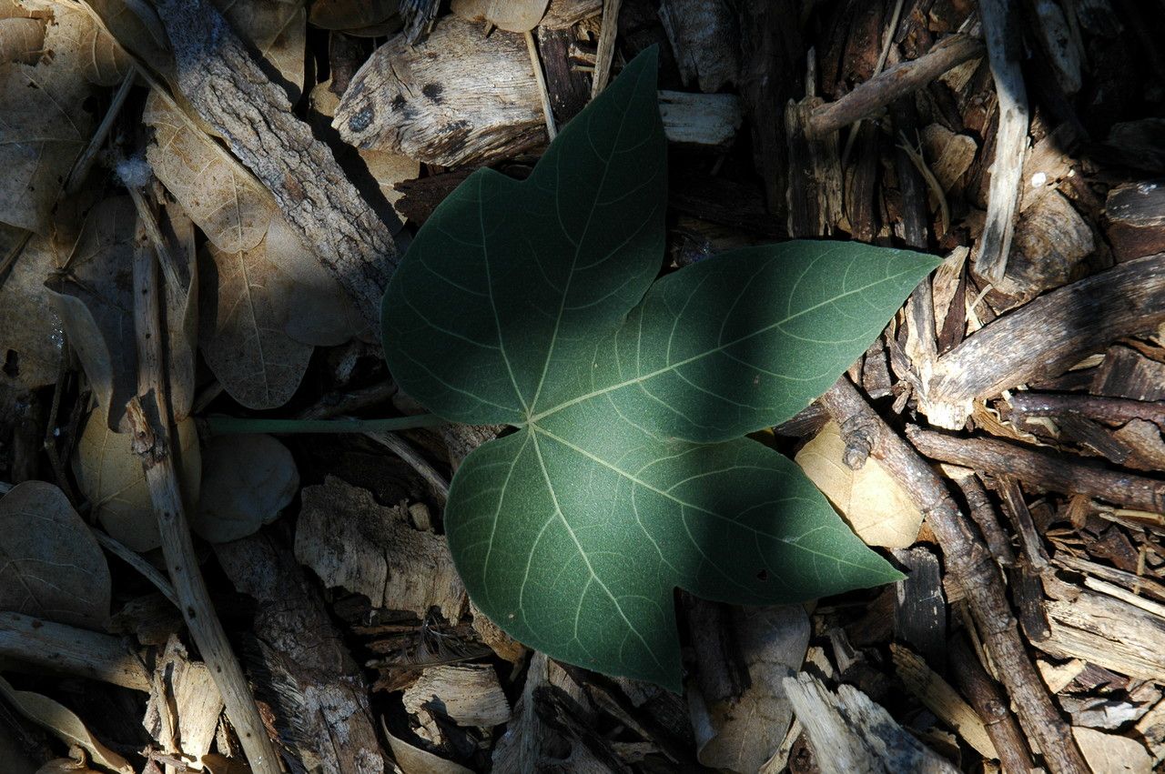 Gossypium tomentosum leaf