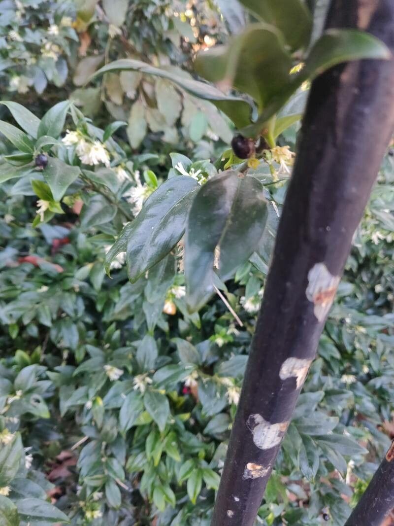 Buxus balearica fruit